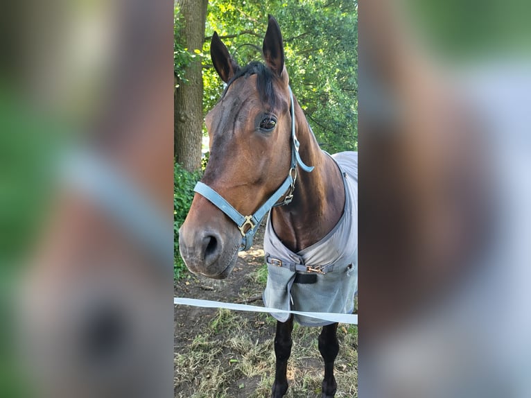 Other Breeds Mix Gelding 8 years 14.3 hh Brown in Delbrück
