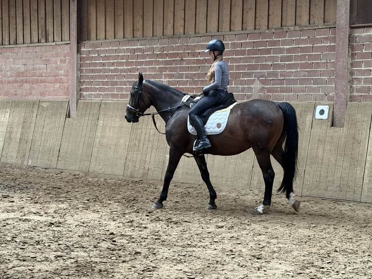 Other Breeds Mix Gelding 8 years 14.3 hh Brown in Delbrück