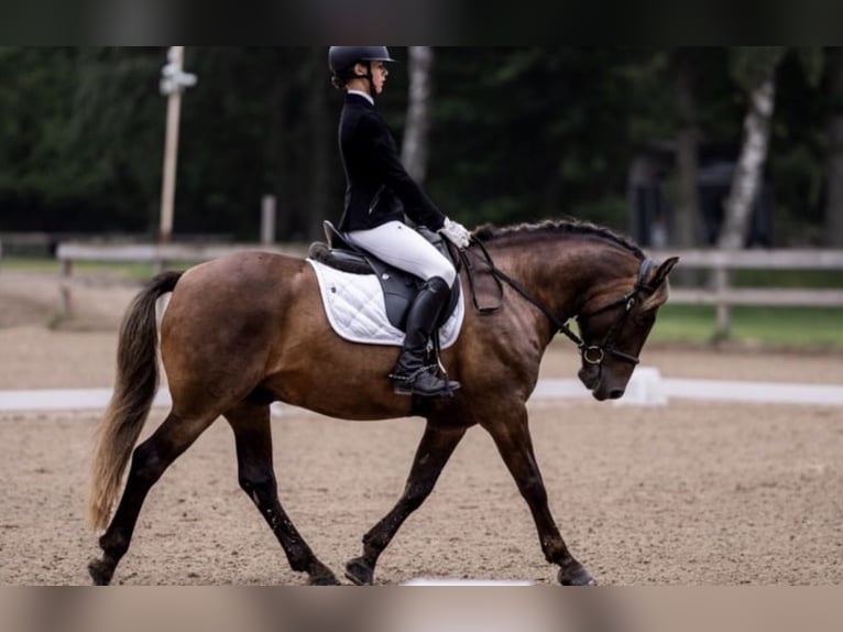 Other Breeds Gelding 8 years 14 hh Chestnut in Salaspīls