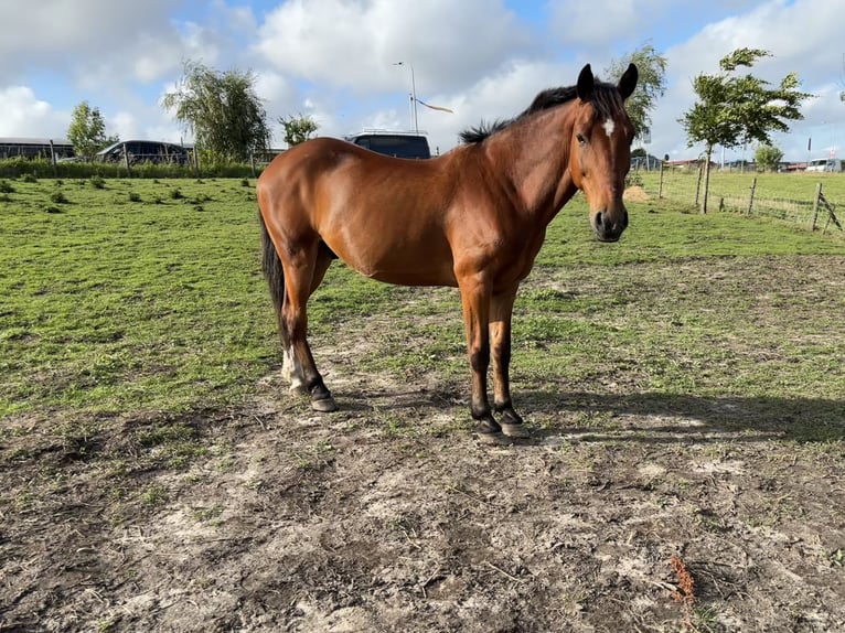 Other Breeds Mix Gelding 8 years 14,1 hh Brown in Vijfhuizen