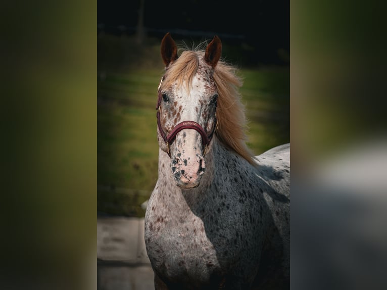 Other Breeds Gelding 8 years 14,1 hh Leopard-Piebald in Nettersheim