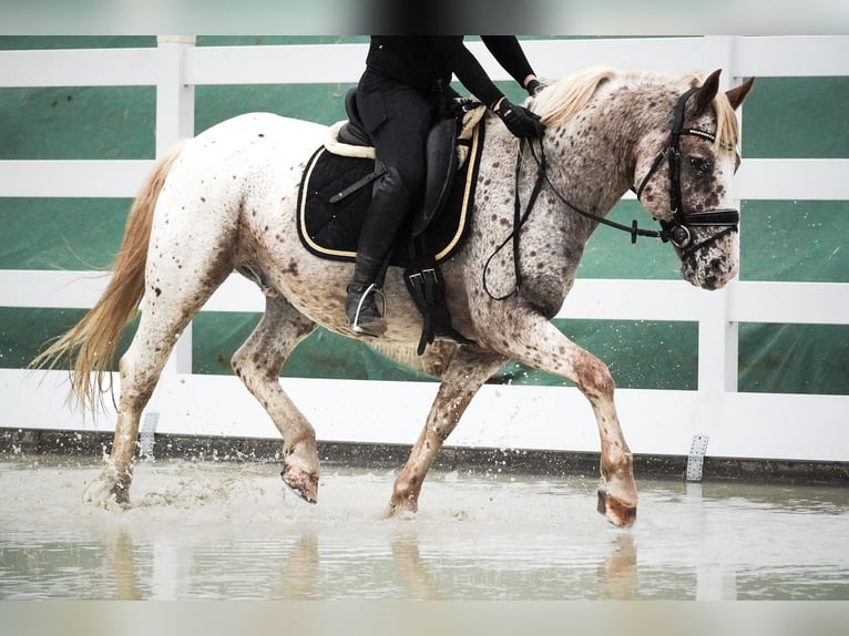 Other Breeds Gelding 8 years 14,1 hh Leopard-Piebald in Nettersheim