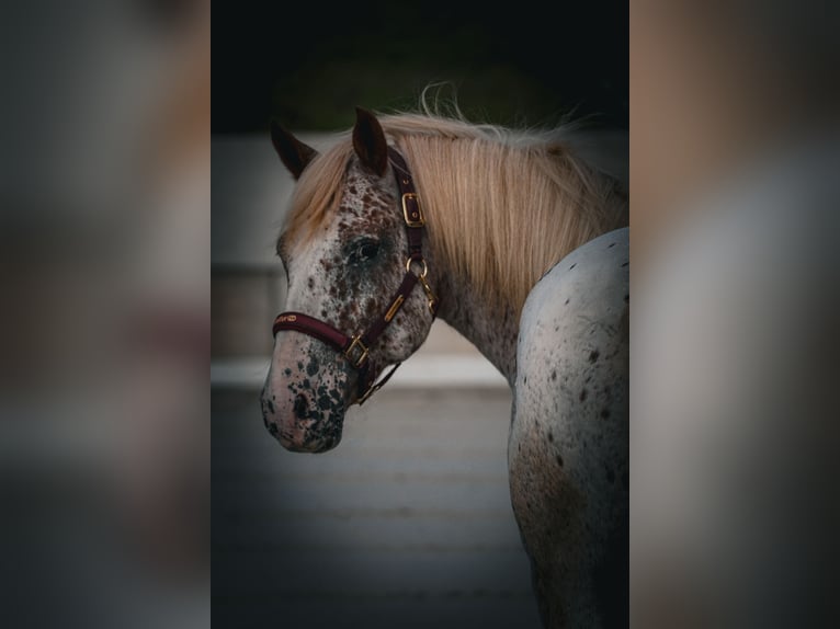 Other Breeds Gelding 8 years 14,1 hh Leopard-Piebald in Nettersheim