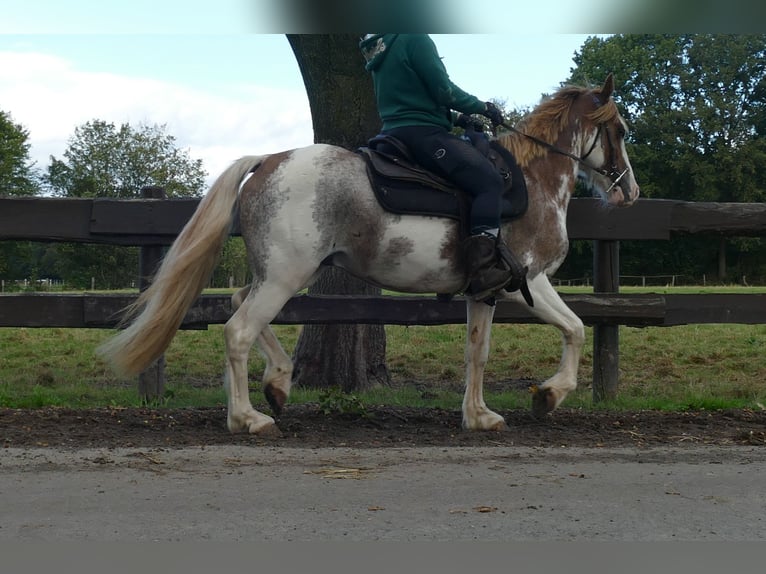 Other Breeds Gelding 8 years 14,1 hh Overo-all-colors in Lathen