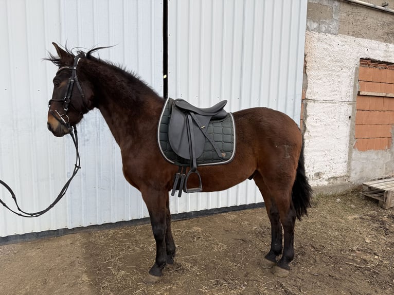 Other Breeds Gelding 8 years 14,2 hh Brown in Groß Quenstedt