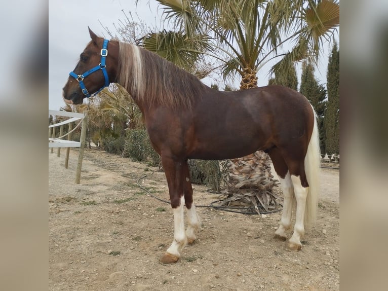 Other Breeds Mix Gelding 8 years 14,2 hh Overo-all-colors in MADRID