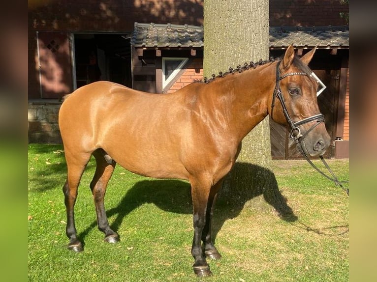 Other Breeds Gelding 8 years 15,1 hh Brown in Hopsten
