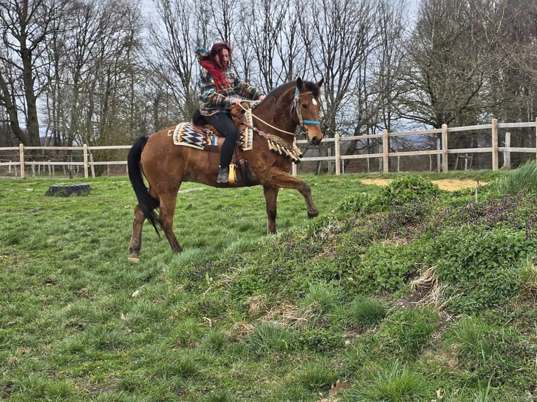 Other Breeds Gelding 8 years 15.1 hh Brown in Linkenbach
