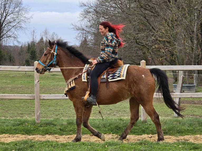 Other Breeds Gelding 8 years 15.1 hh Brown in Linkenbach