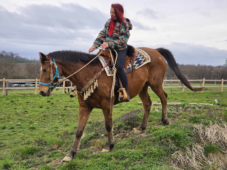 Other Breeds Gelding 8 years 15.1 hh Brown in Linkenbach