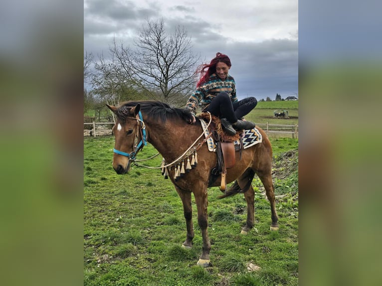 Other Breeds Gelding 8 years 15.1 hh Brown in Linkenbach