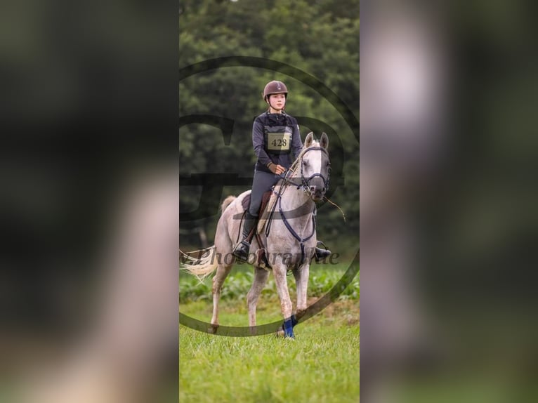 Other Breeds Gelding 8 years 15,1 hh Gray in Brantôme