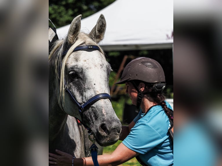 Other Breeds Gelding 8 years 15,1 hh Gray in Brantôme