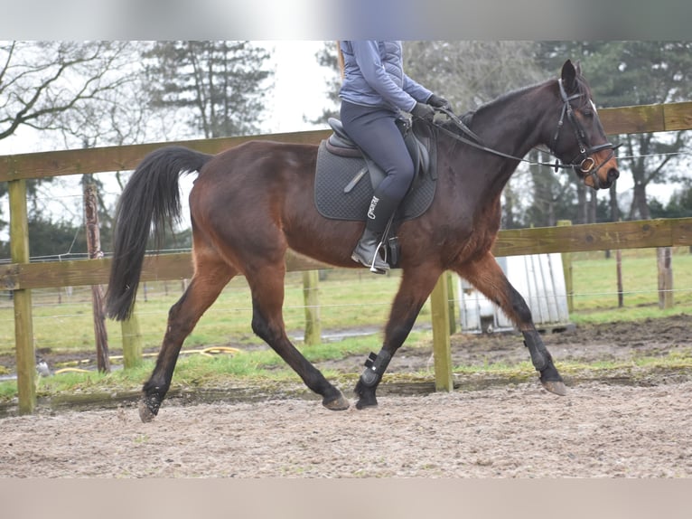 Other Breeds Gelding 8 years 15,2 hh Bay-Dark in Achtmaal