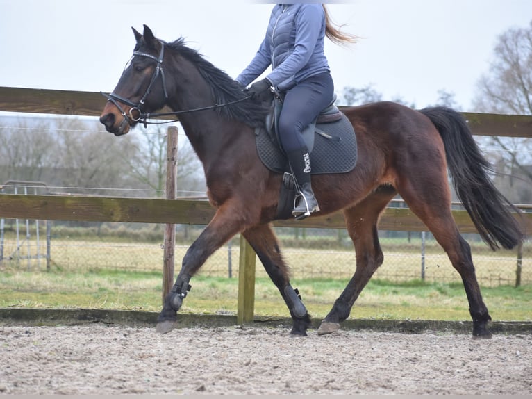 Other Breeds Gelding 8 years 15,2 hh Bay-Dark in Achtmaal