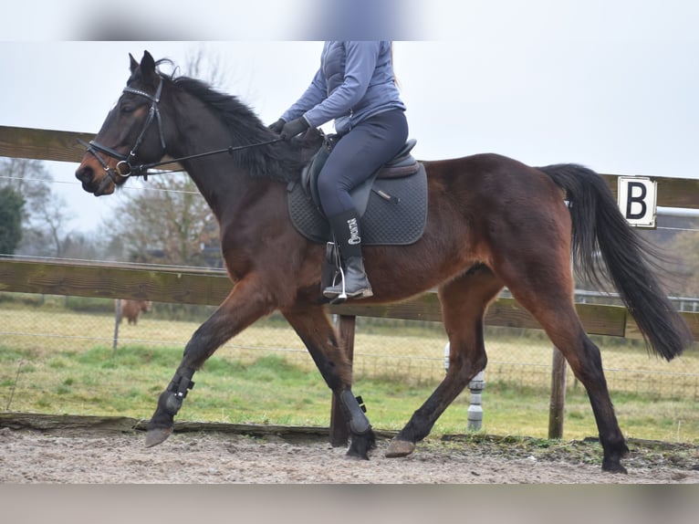 Other Breeds Gelding 8 years 15,2 hh Bay-Dark in Achtmaal