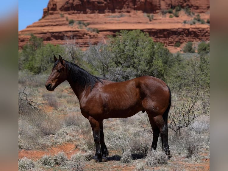 Other Breeds Gelding 8 years 15,2 hh Bay in Camp Verde, AZ