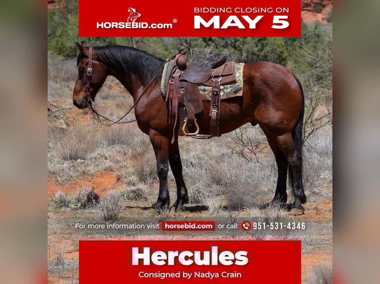 Other Breeds Gelding 8 years 15,2 hh Bay in Camp Verde, AZ