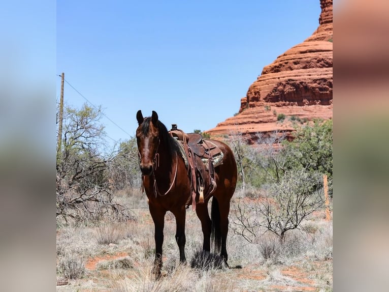 Other Breeds Gelding 8 years 15,2 hh Bay in Camp Verde, AZ