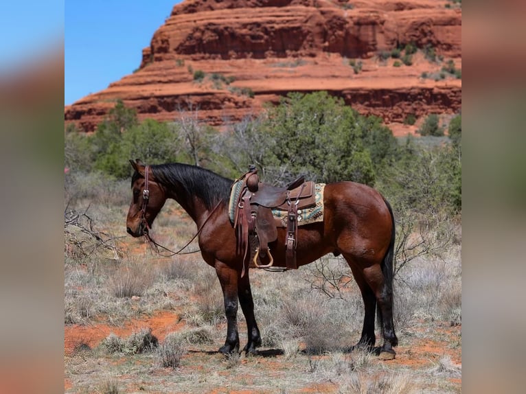 Other Breeds Gelding 8 years 15,2 hh Bay in Camp Verde, AZ