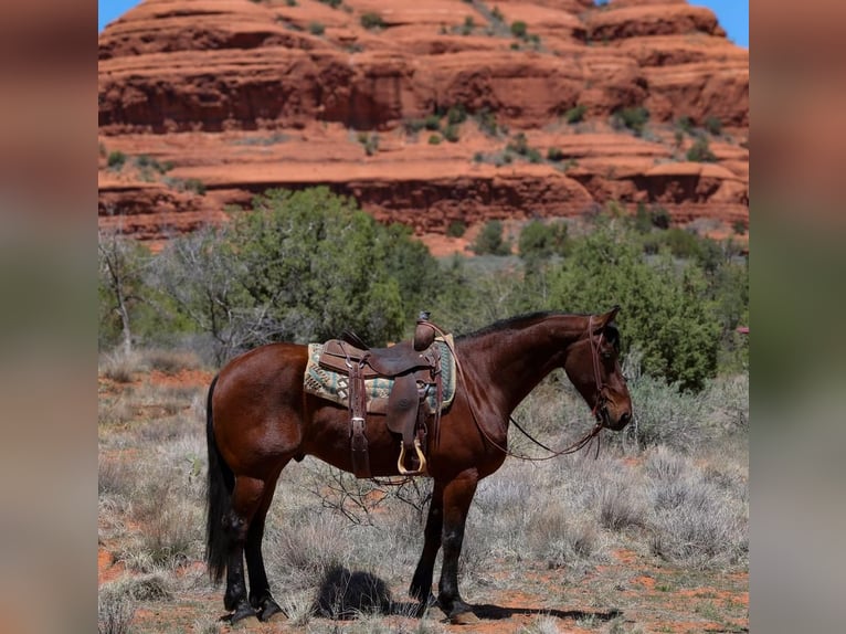 Other Breeds Gelding 8 years 15,2 hh Bay in Camp Verde, AZ