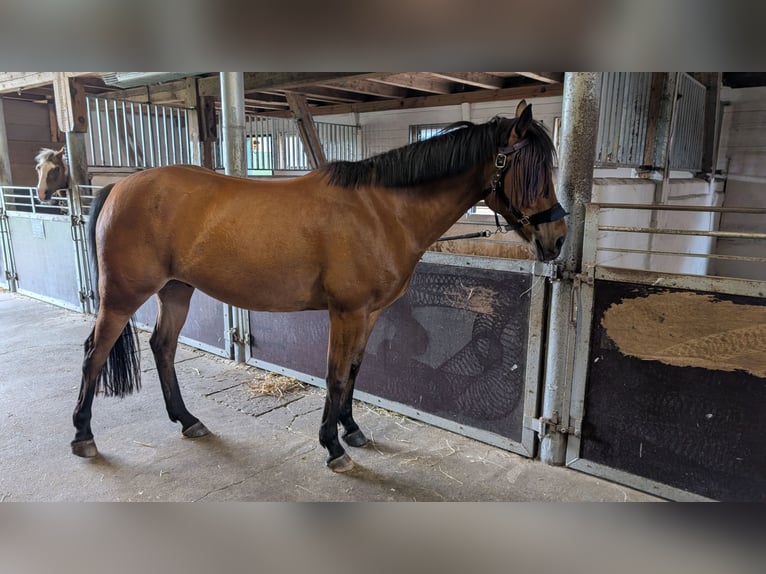 Other Breeds Gelding 8 years 15.2 hh Brown in Harpstedt