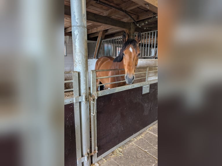 Other Breeds Gelding 8 years 15.2 hh Brown in Harpstedt