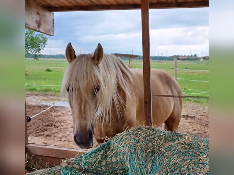 Other Breeds Mix Gelding 8 years 15,2 hh Palomino in Walldorf