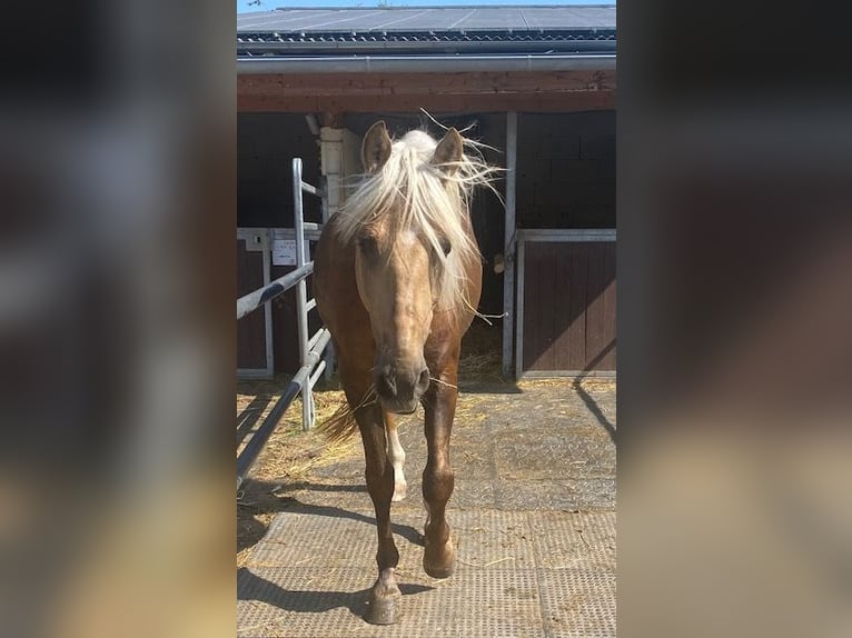 Other Breeds Mix Gelding 8 years 15,2 hh Palomino in Walldorf