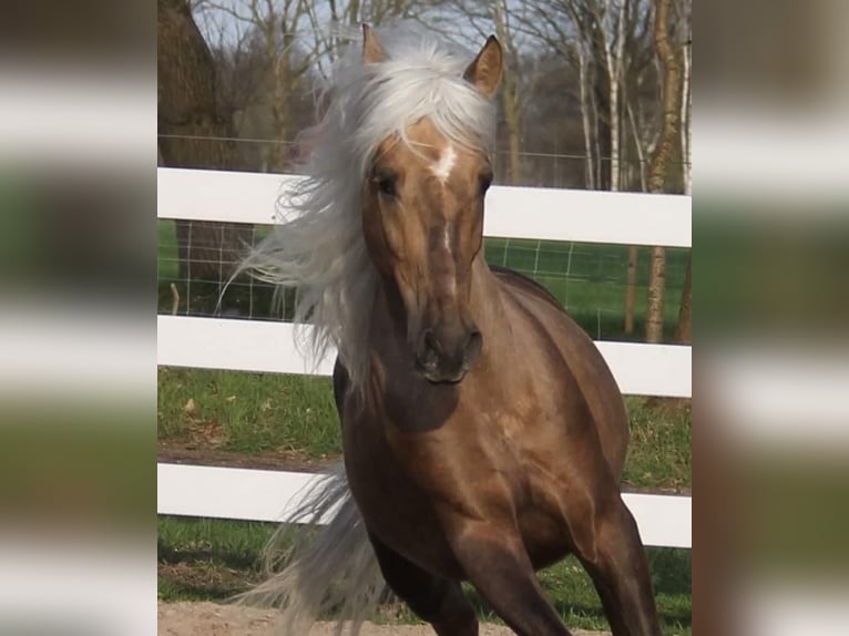 Other Breeds Mix Gelding 8 years 15,2 hh Palomino in Walldorf