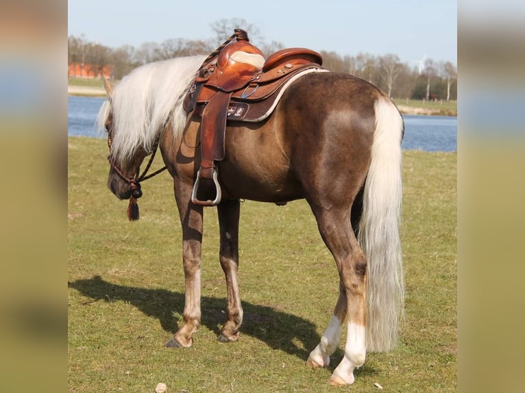 Other Breeds Mix Gelding 8 years 15,2 hh Palomino in Walldorf