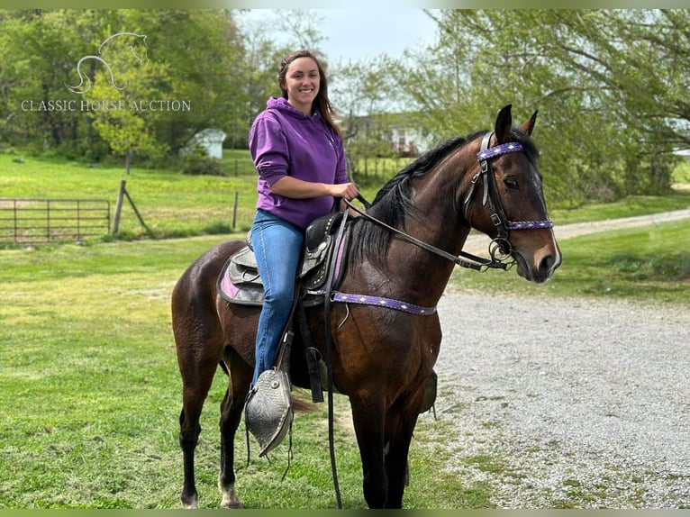 Other Breeds Gelding 8 years 15 hh Bay in Lancaster, KY