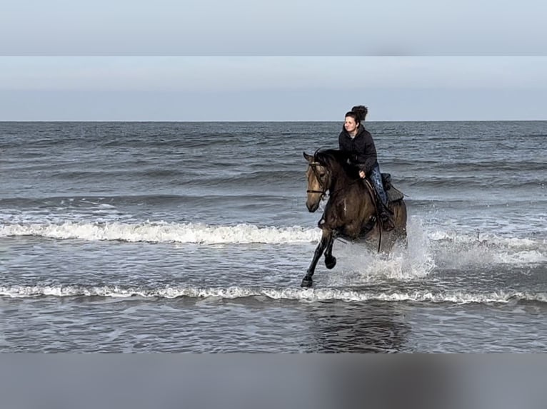 Other Breeds Gelding 8 years 15 hh Buckskin in Niederkr&#xFC;chten