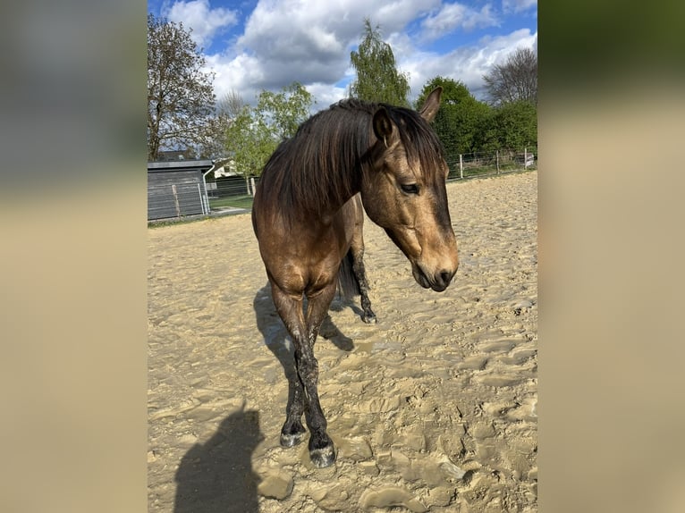 Other Breeds Gelding 8 years 15 hh Buckskin in Niederkr&#xFC;chten
