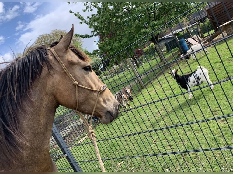 Other Breeds Gelding 8 years 15 hh Buckskin in Niederkr&#xFC;chten