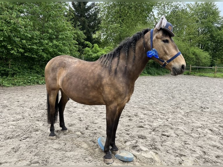 Other Breeds Gelding 8 years 15 hh Buckskin in Niederkr&#xFC;chten