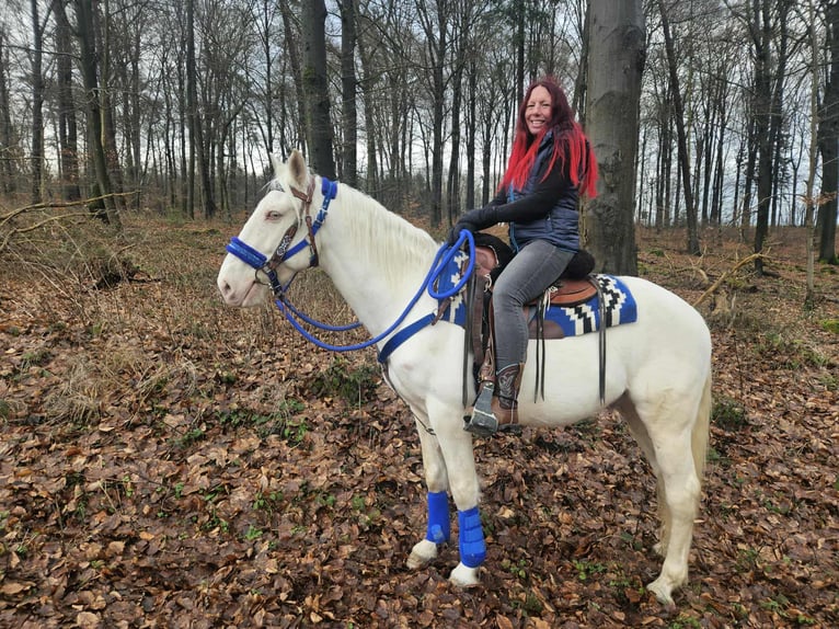Other Breeds Gelding 8 years 15 hh Cremello in Linkenbach