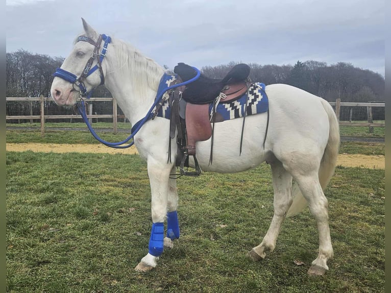 Other Breeds Gelding 8 years 15 hh Cremello in Linkenbach