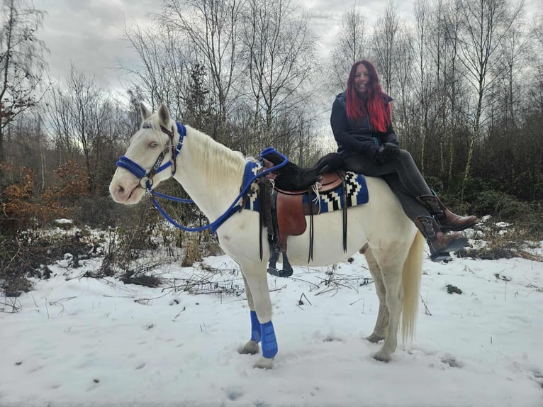 Other Breeds Gelding 8 years 15 hh Cremello in Linkenbach