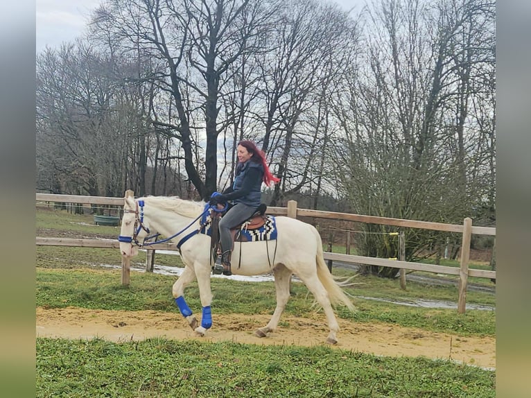 Other Breeds Gelding 8 years 15 hh Cremello in Linkenbach