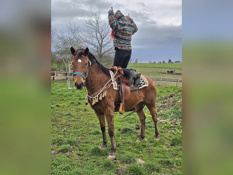 Other Breeds Gelding 8 years 15,1 hh Brown in Linkenbach