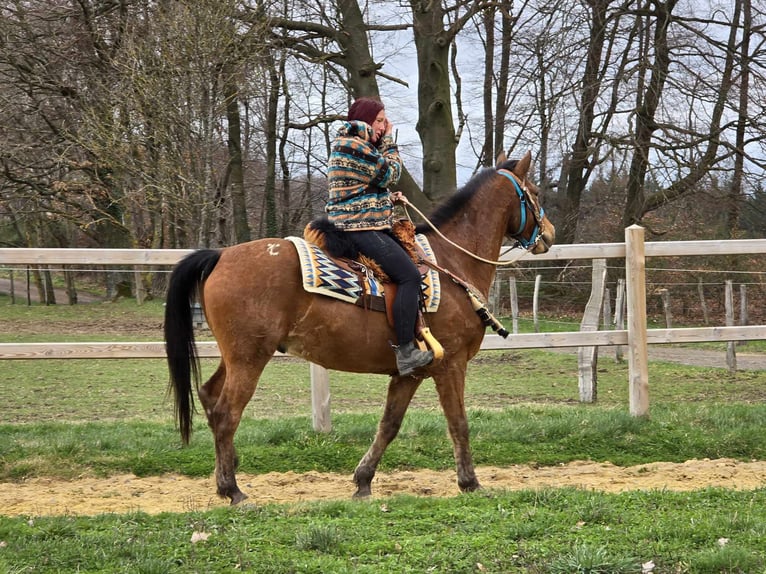 Other Breeds Gelding 8 years 15,1 hh Brown in Linkenbach