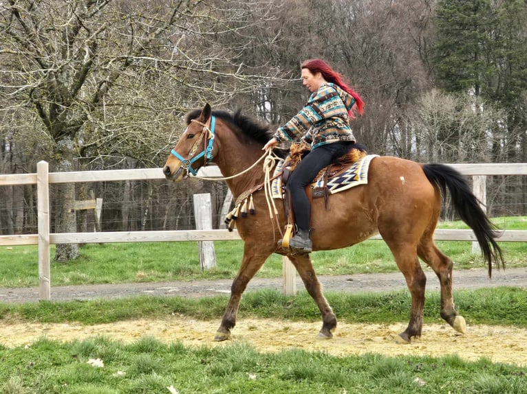 Other Breeds Gelding 8 years 15,1 hh Brown in Linkenbach