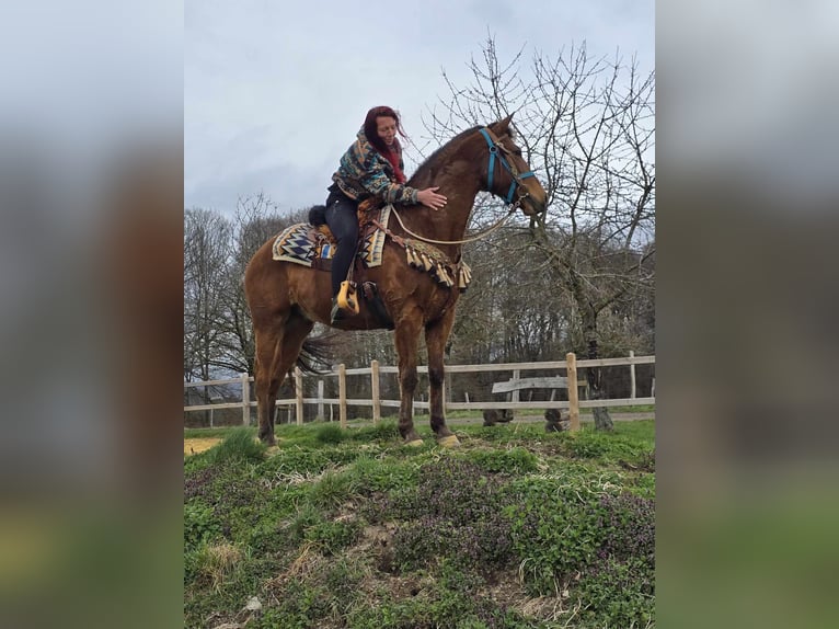 Other Breeds Gelding 8 years 15,1 hh Brown in Linkenbach