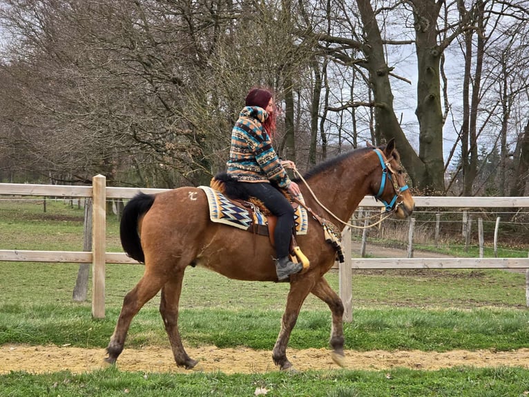 Other Breeds Gelding 8 years 15,1 hh Brown in Linkenbach
