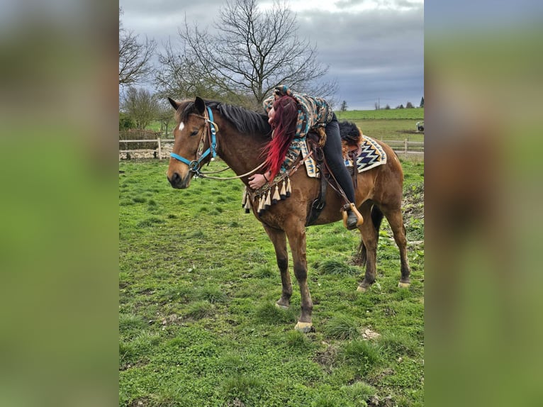 Other Breeds Gelding 8 years 15,1 hh Brown in Linkenbach
