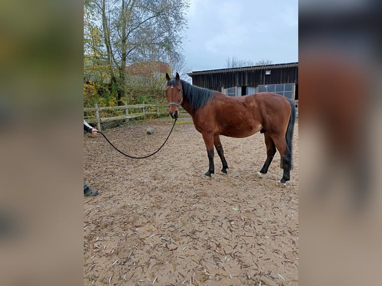 Other Breeds Gelding 8 years 15,2 hh Brown in Ehingen