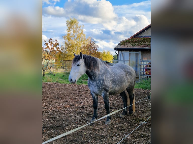 Other Breeds Mix Gelding 8 years 15,2 hh Grey-Dapple in Wellendingen
