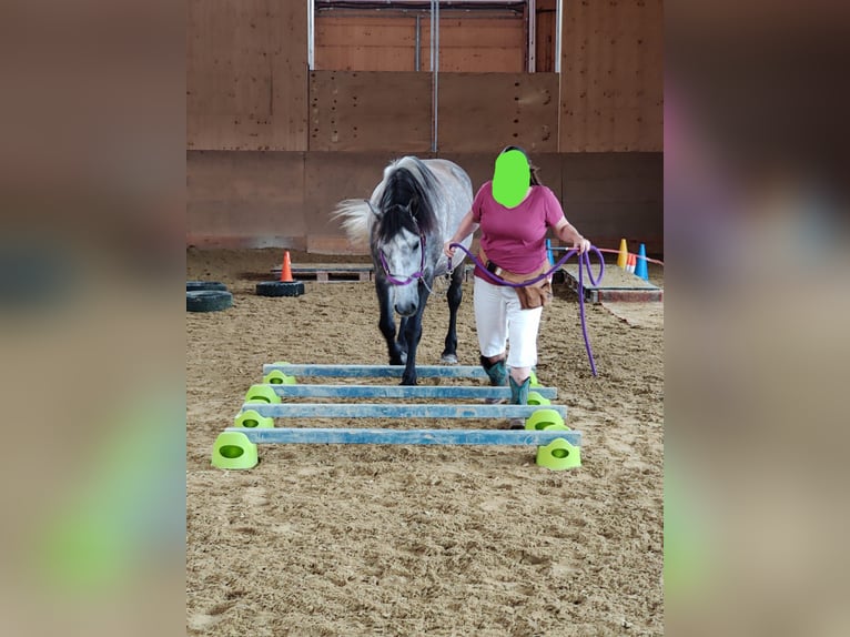 Other Breeds Mix Gelding 8 years 15,2 hh Grey-Dapple in Wellendingen