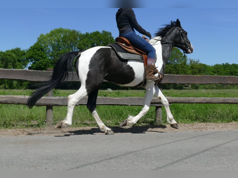 Other Breeds Gelding 8 years 15,2 hh Pinto in Lathen